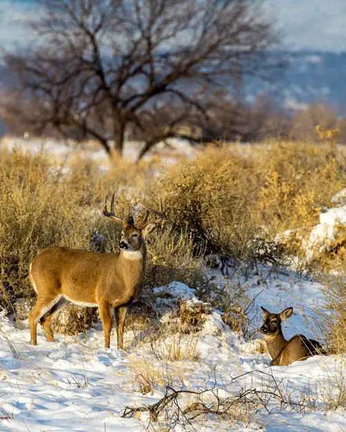 Where do Deer Bed Down in Winter
