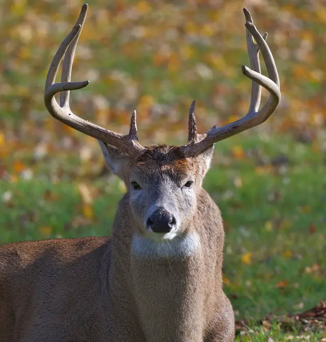 Whitetail Deer with Antlers