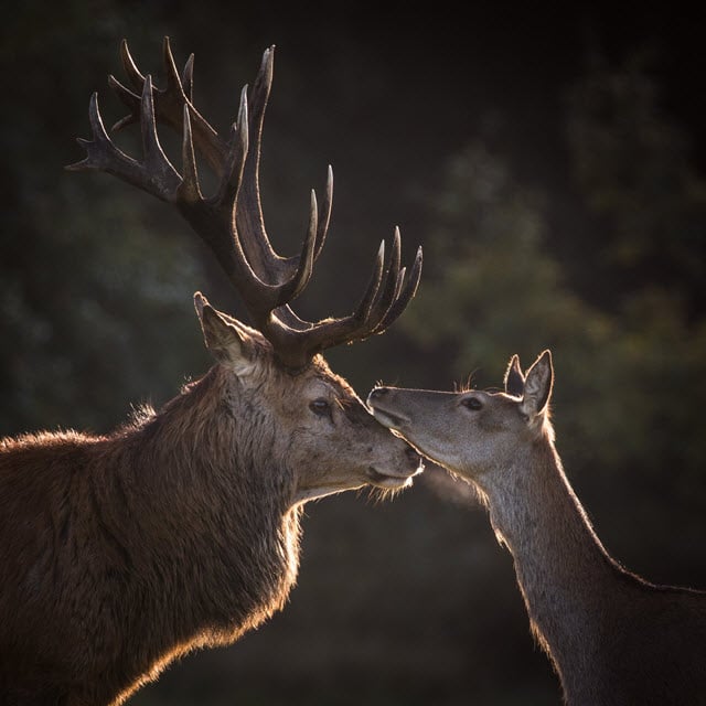 do-deer-antlers-grow-back-every-year-answered-world-deer