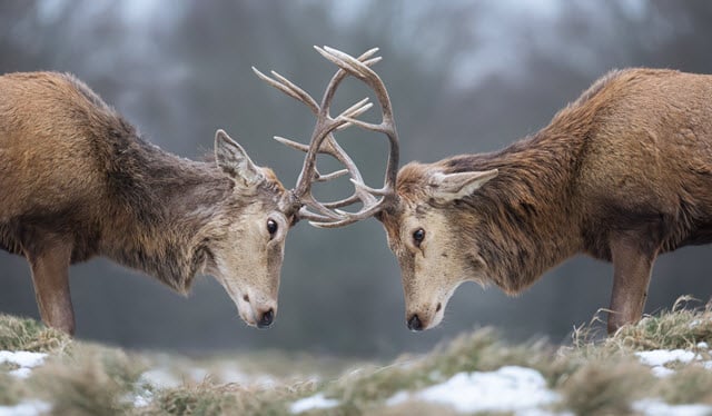 why-do-deer-have-antlers-4-benefits-they-provide-my-backyard-life