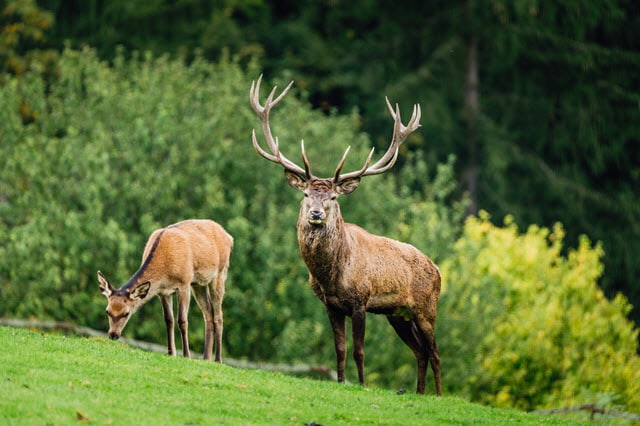 Why Deer Weight Varies by Gender and because of Other Factors