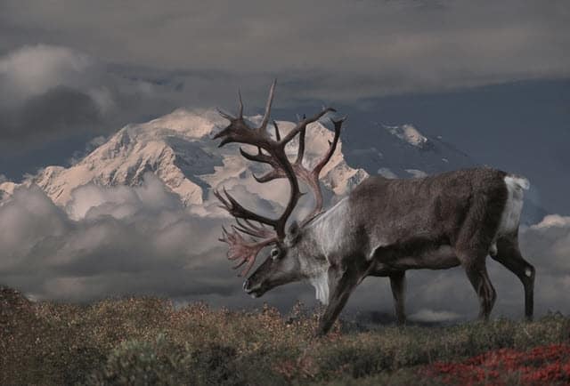 Why Do Caribou Have Antlers?