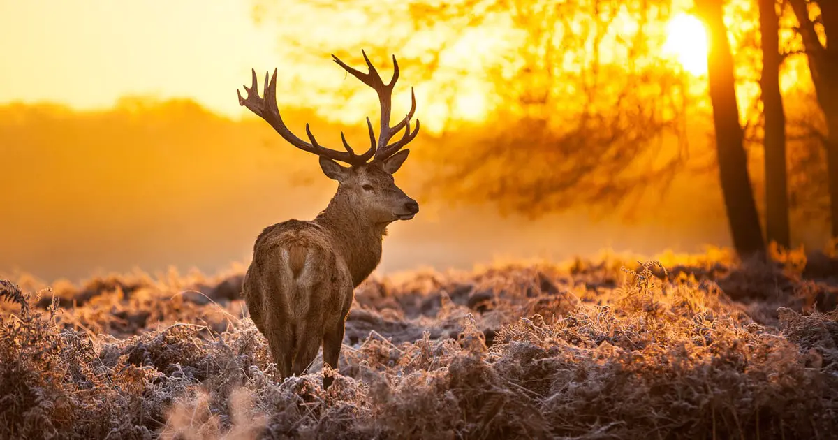 Why Do Deer Have Antlers