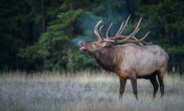 Why Do Elk Have Antlers?