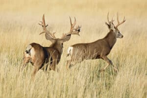 Why Do Deer Have Antlers? [ANSWERED] - World Deer