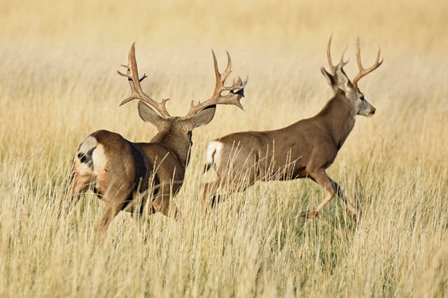 Why do Mule Deer Have Antlers