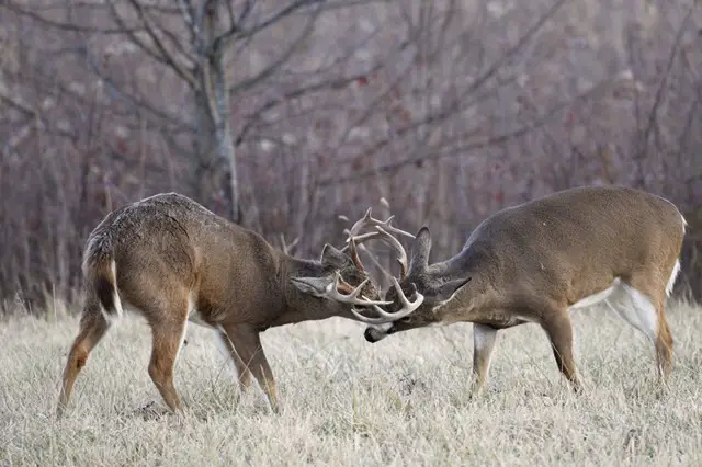 Why Do White Tailed Deer Have Antlers?