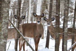 What Does Venison Taste Like & Why You Should Try It