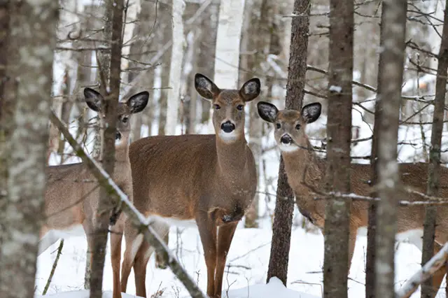 Why Eating Venison is Good for the Environment and May Actually Help Deer Populations Survive