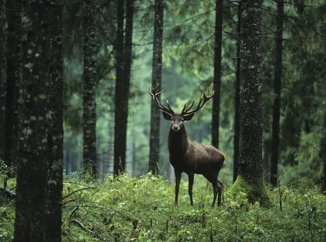 Why Forest or Woodland Habitats are Ideal for Deer Populations to Thrive