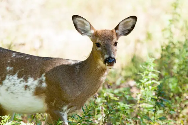 A Piebald Deer