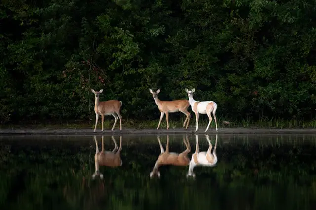 About Piebald Deer - Symbolism and How Rare Are They