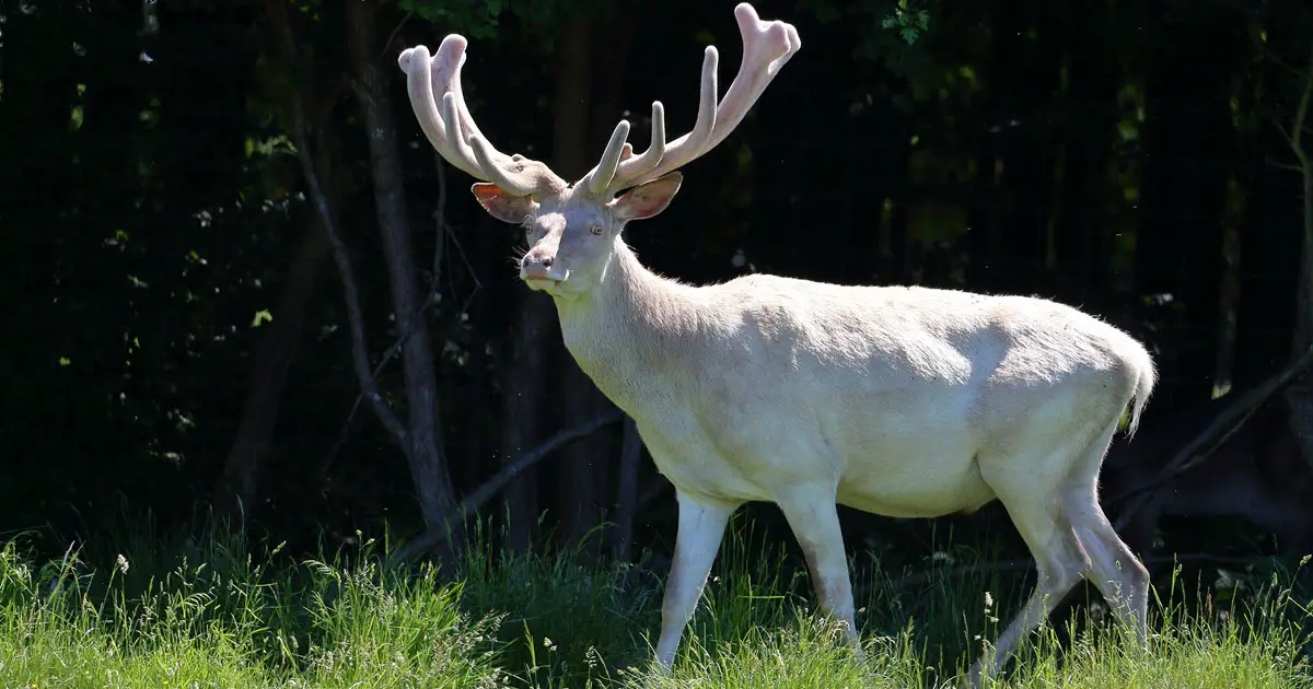 Albino Deer Facts & Information (everything to know) - World Deer