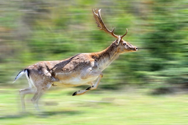 Average Deer Speed