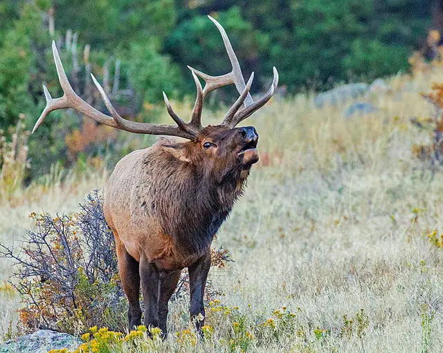 Bull Elk Bugle Sound