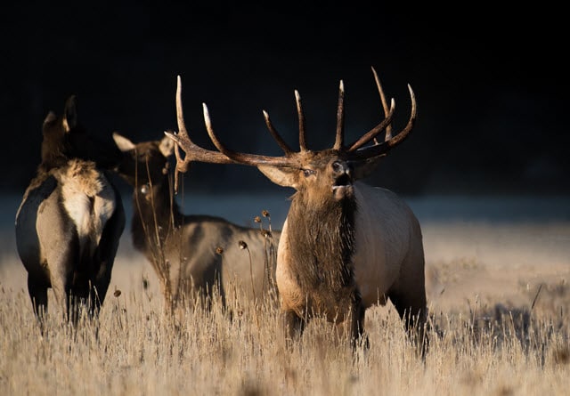 Bull Elk Sound - Why Do Elk Bugle?