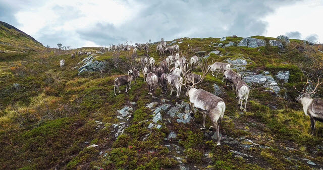 Caribou Migration - Do Caribou Migrate?