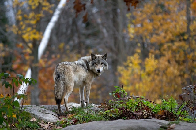 Wolves Are One of the Most Common Predators of both Moose and Deer