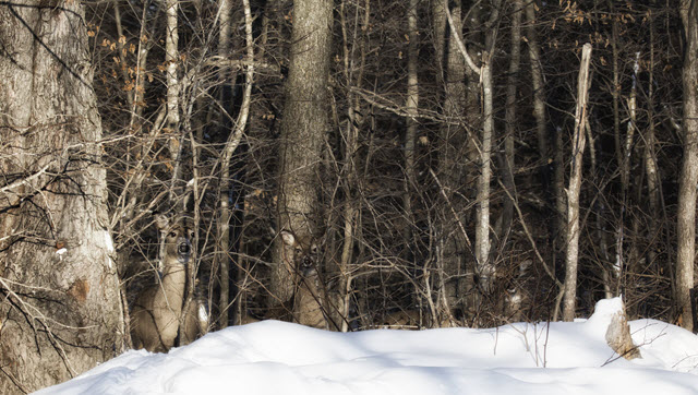 Deer Camouflaged in the Woods