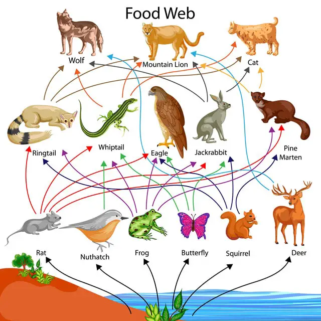 Deer Food Web