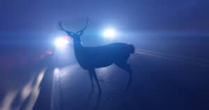 Deer in Headlights Meaning