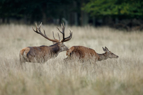 The Rut and Mating - Part of a Deer's Life Cycle