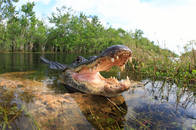 Deer Predator - Alligator