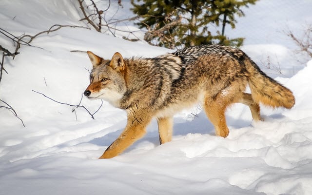 Deer Predator - Coyote