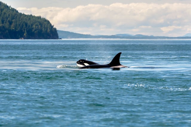 Deer Predator - Killer Whales