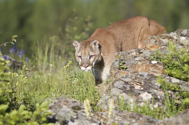 Deer Predators - Mountain Lion and Other Wild Cats