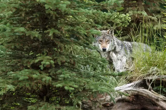 Deer Predators - Wolf