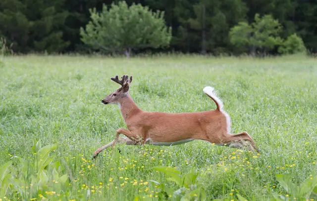 Deer Running Speed