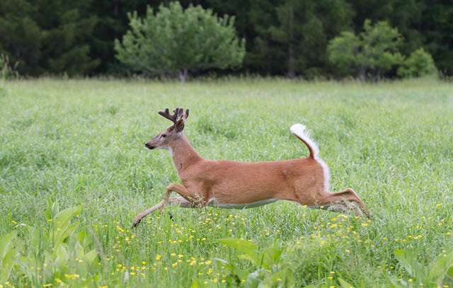 How fast can shop a deer run