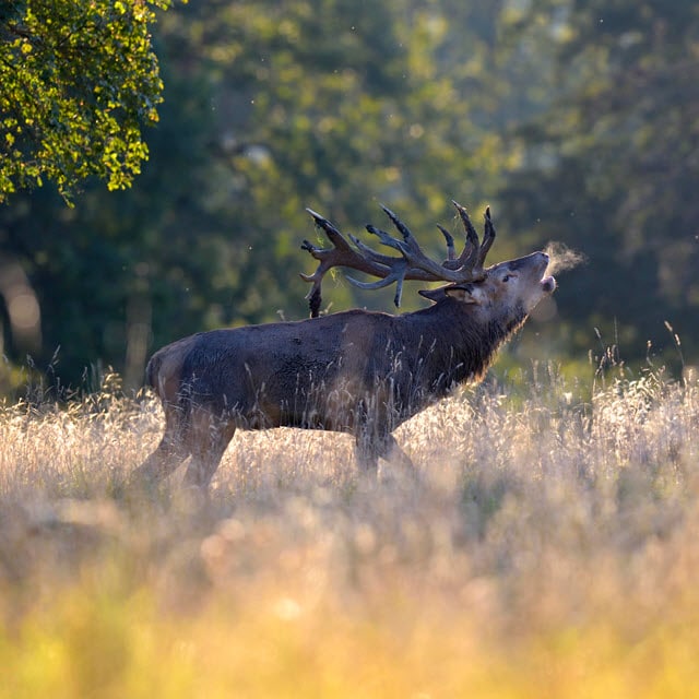 Deer Sounds