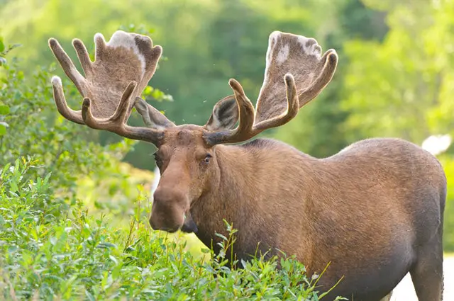 Deer vs Moose Antlers