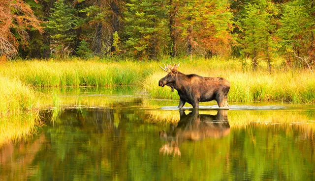 Deer vs Moose Habitat Comparison and Differences