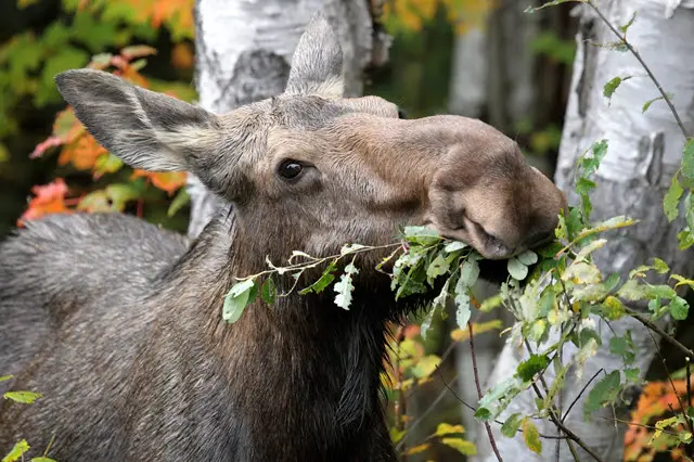 Diet Preferences of Moose and Other Deer (how they differ)