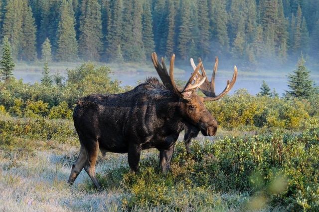 Deer vs Moose Comparison (Difference Between a Deer and Moose)