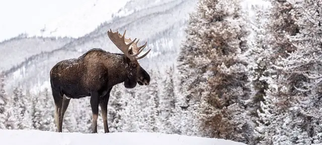 Difference Between Moose and Deer