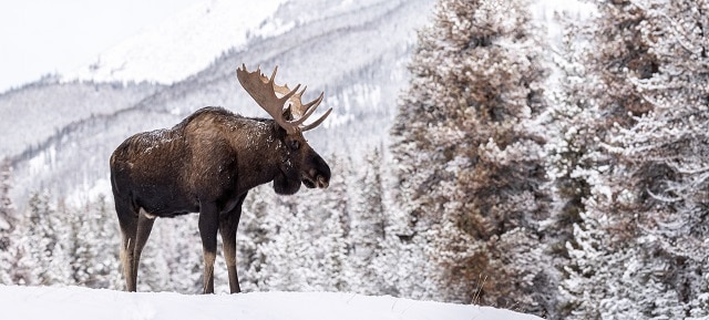 moose vs elk vs deer size