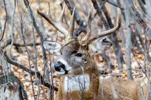 Do Deer Move in the Wind? (what the research says) - World Deer