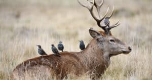Do Deer Eat Birds