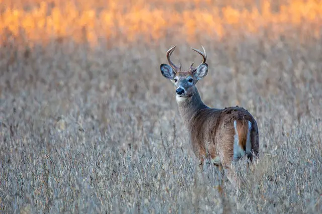 Do Deer Move With the Wind or Against It?