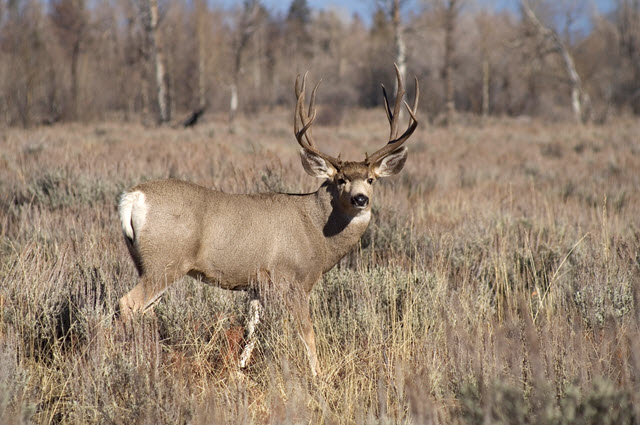 Do Mule Deer Move in the Wind?