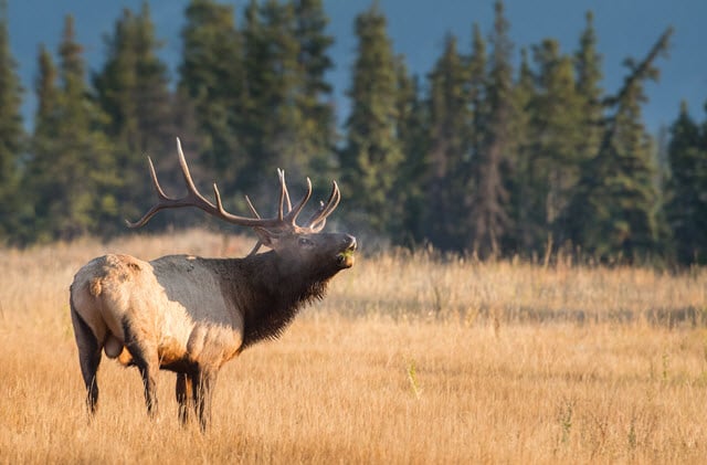 Elk Bugling