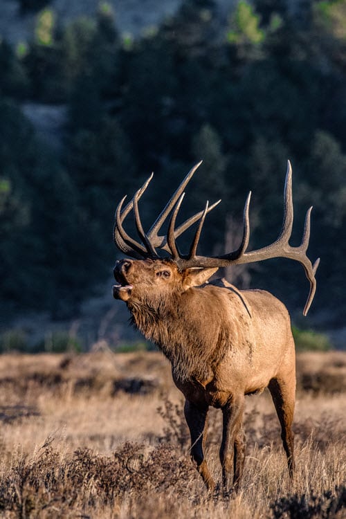 Elk Sound