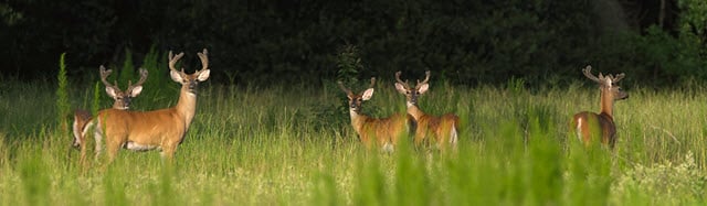 How Do Deer Move in the Wind?