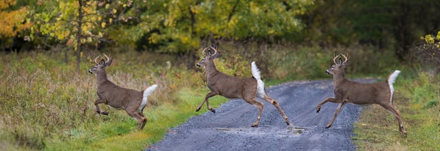 How Fast Can Normal Deer Run