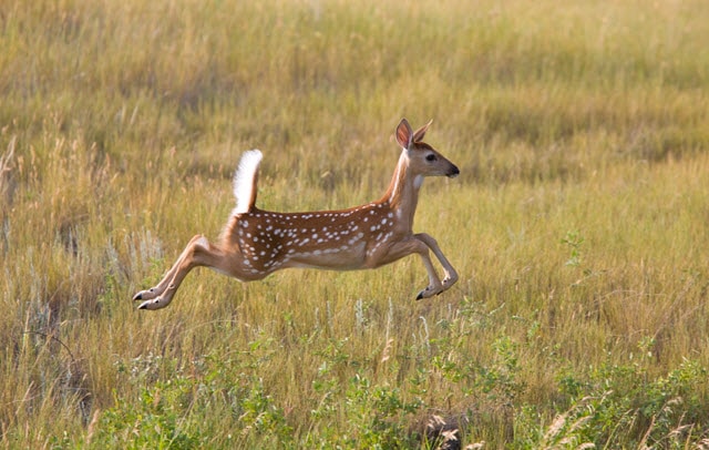 How Fast Can Whitetail Deer Run