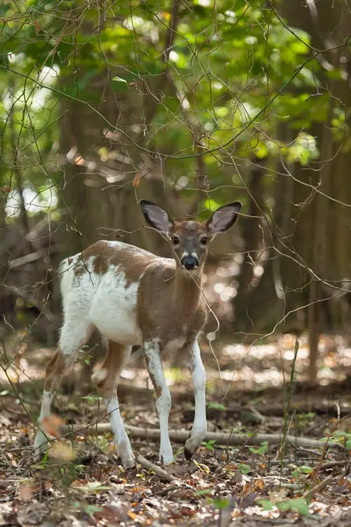 How Rare are Piebald Deer